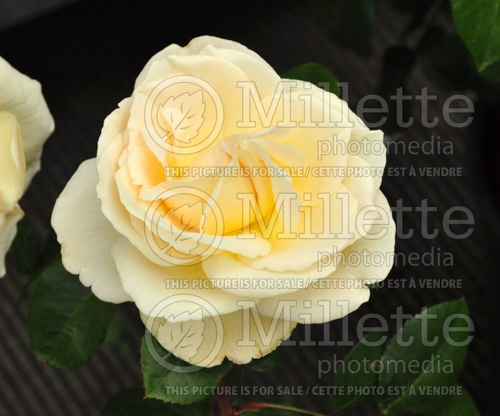 Rosa La Perla (shrub Rose) 2