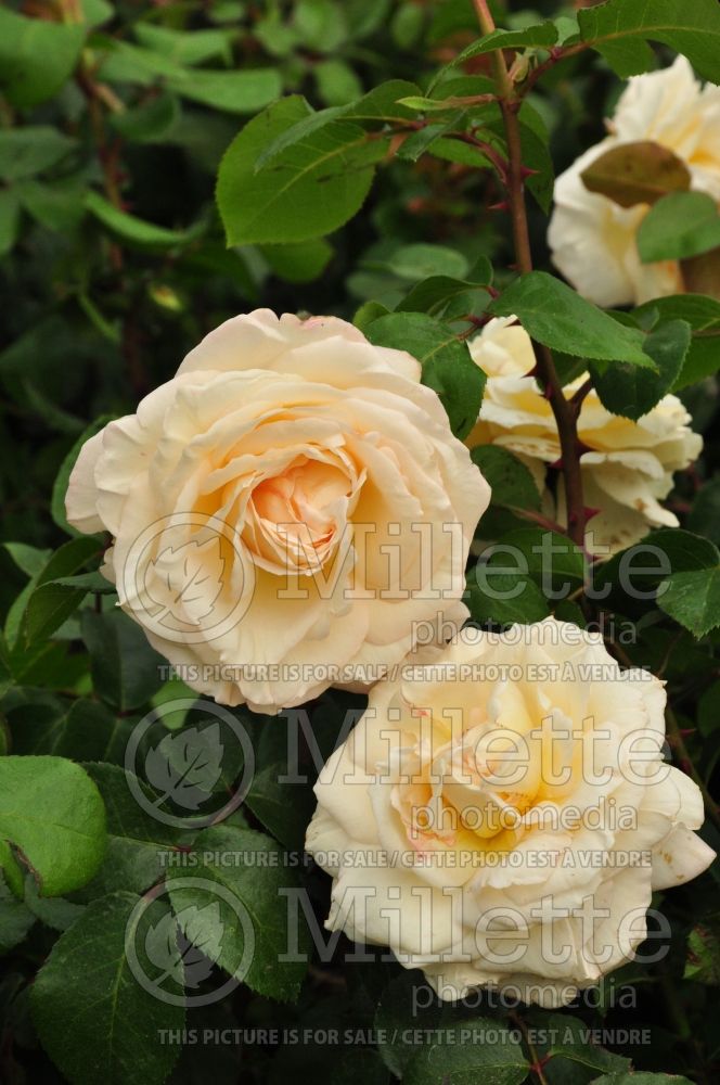 Rosa La Perla (shrub Rose) 3