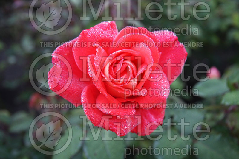 Rosa Las Vegas or KORgane (Hybrid Tea Rose) 1 