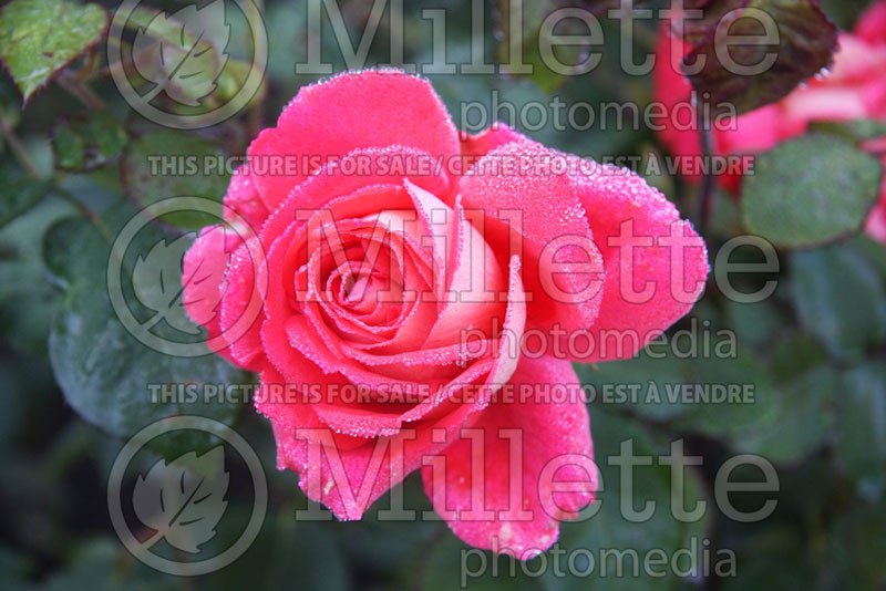 Rosa Las Vegas or KORgane (Hybrid Tea Rose) 2 