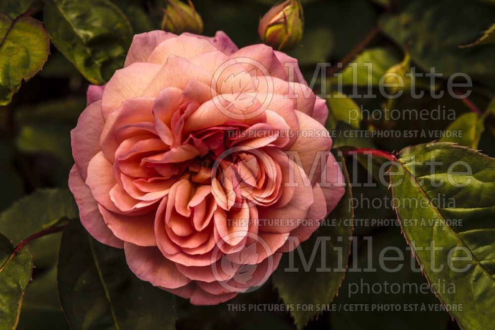 Rosa Leander (Hybrid Tea Rose) 1 