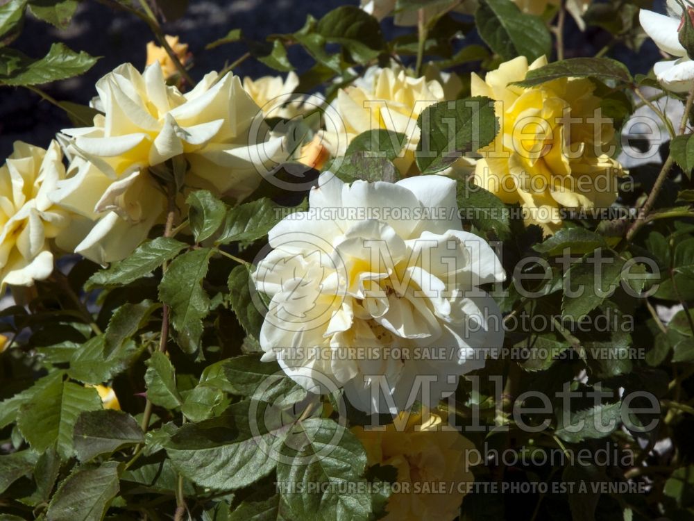 Rosa Lemon Meringue (Shrub Rose) 2 