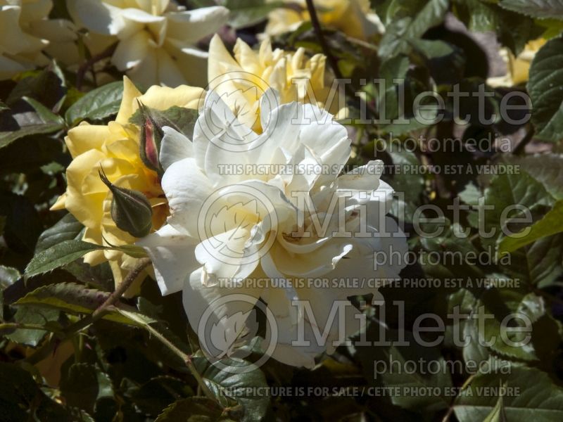 Rosa Lemon Meringue (Shrub Rose) 3 