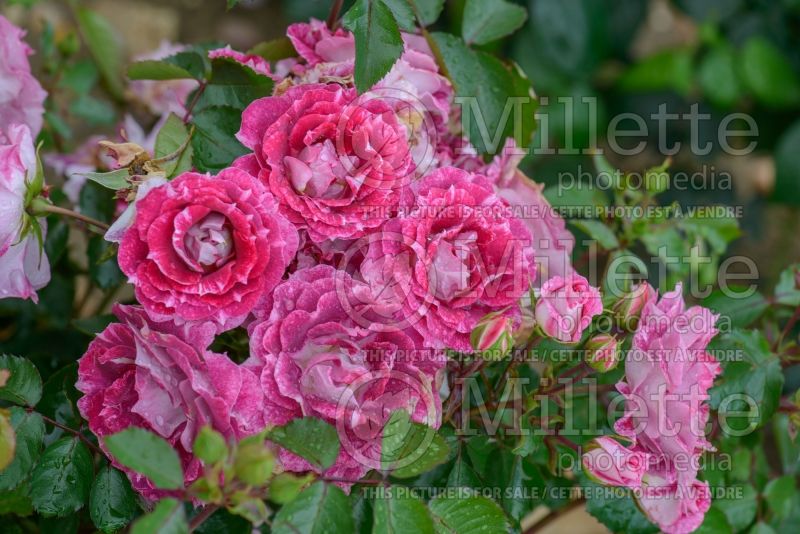 Rosa Let's Celebrate (Floribunda Rose) 1 