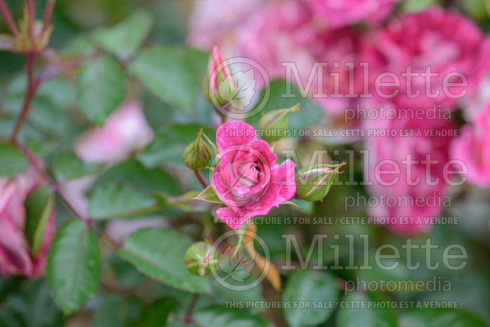 Rosa Let's Celebrate (Floribunda Rose) 2 