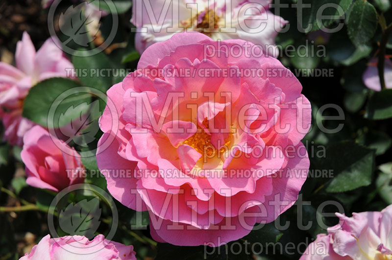 Rosa Lilian Austin (English Rose) 1 