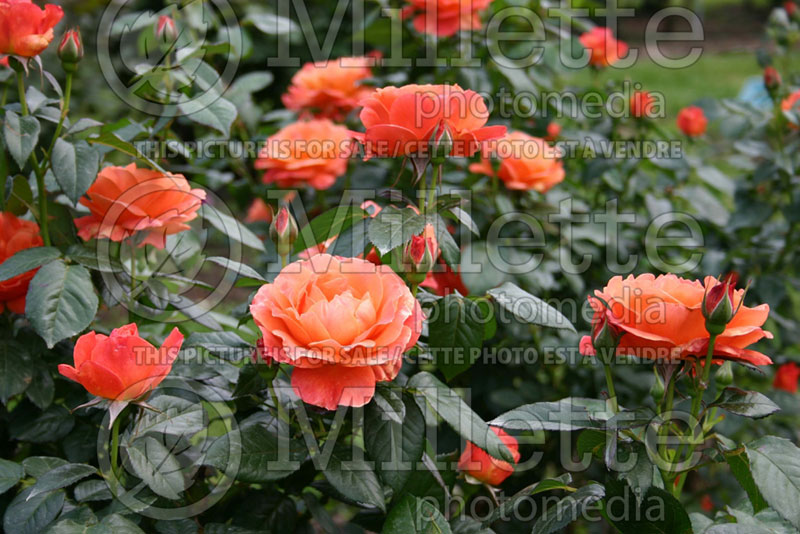 Rosa Livin' Easy (Floribunda rose) 2 