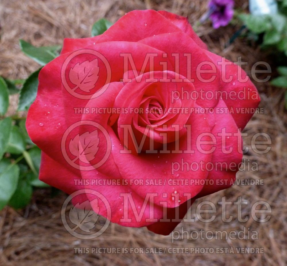 Rosa Louisville Lady (miniature rose) 1 