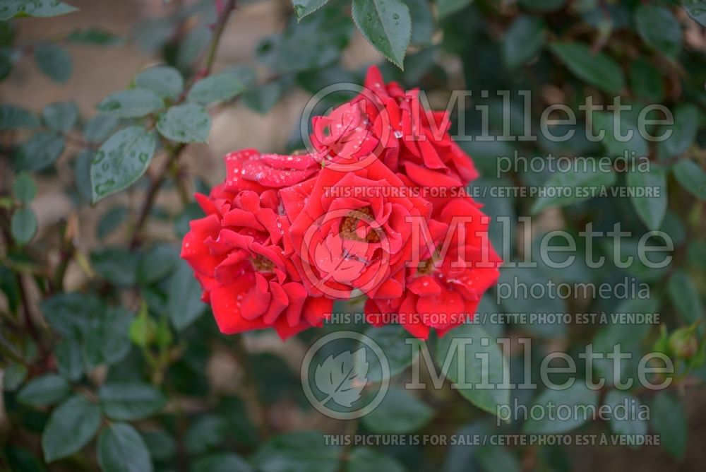 Rosa Love Knot (Climbing rose) 1 