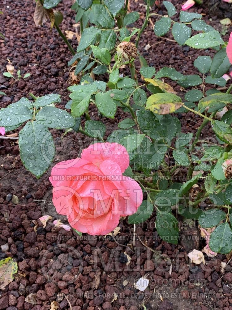 Rosa Lovely Lady (Hybrid tea rose) 1