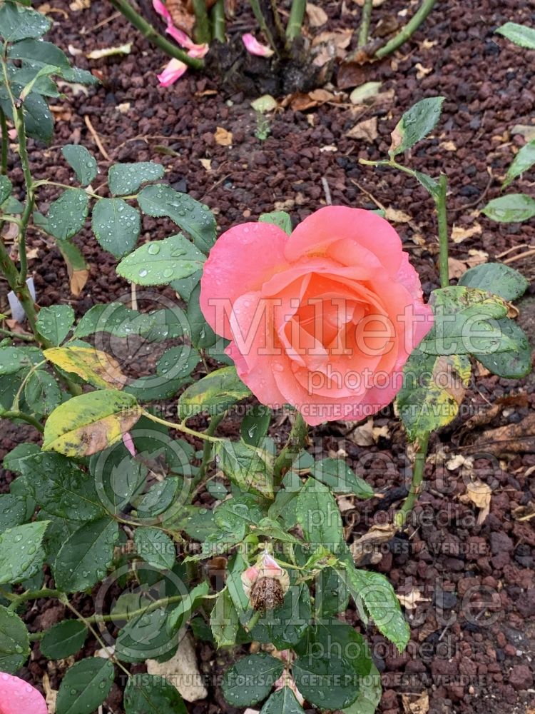 Rosa Lovely Lady (Hybrid tea rose) 2