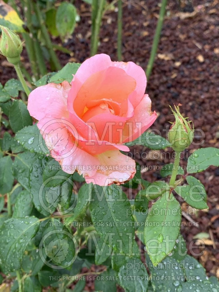 Rosa Lovely Lady (Hybrid tea rose) 3
