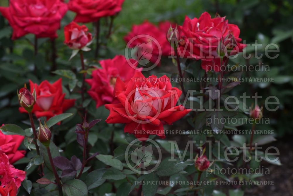 Rosa Love (Grandiflora Rose) 4 