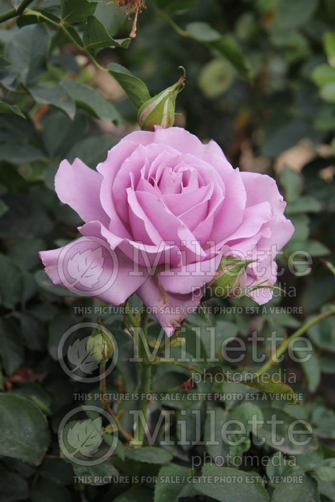 Rosa Love Song (Floribunda Rose) 4 