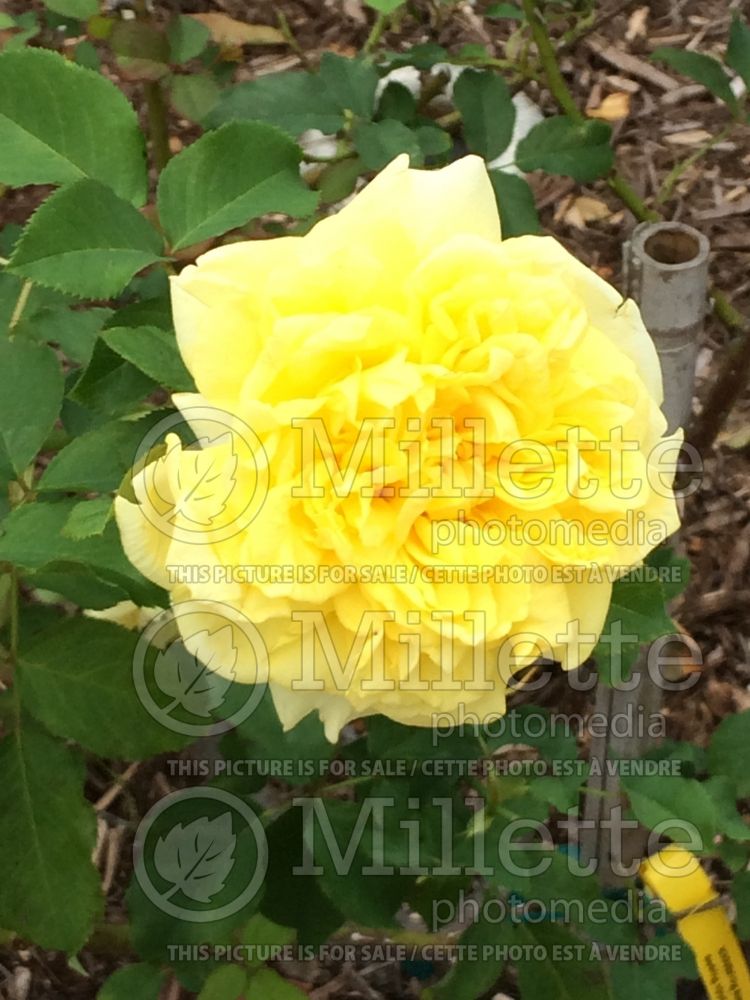 Rosa Marco Polo (Hybrid Tea Rose) 1 