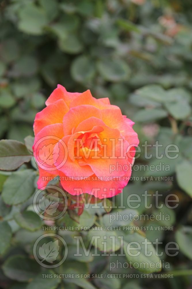 Rosa Mardi Gras (Floribunda Rose) 2