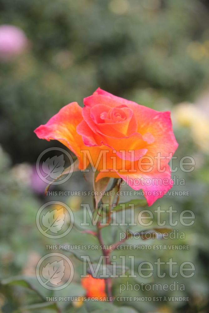 Rosa Mardi Gras (Floribunda Rose) 3