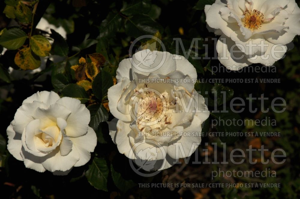Rosa Margaret Merril (Floribunda rose) 1