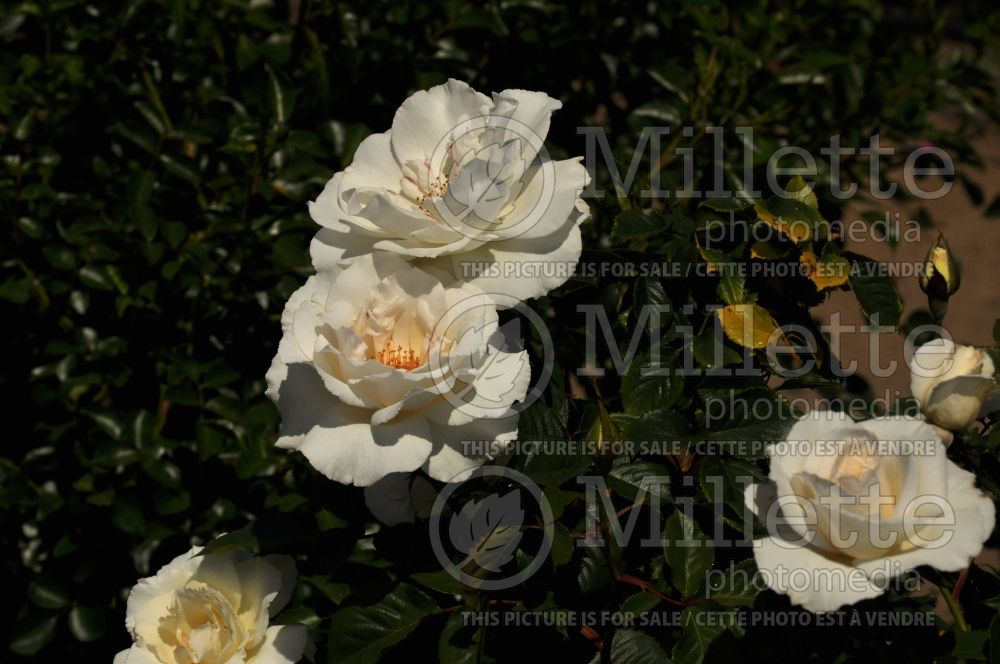 Rosa Margaret Merril (Floribunda rose) 2