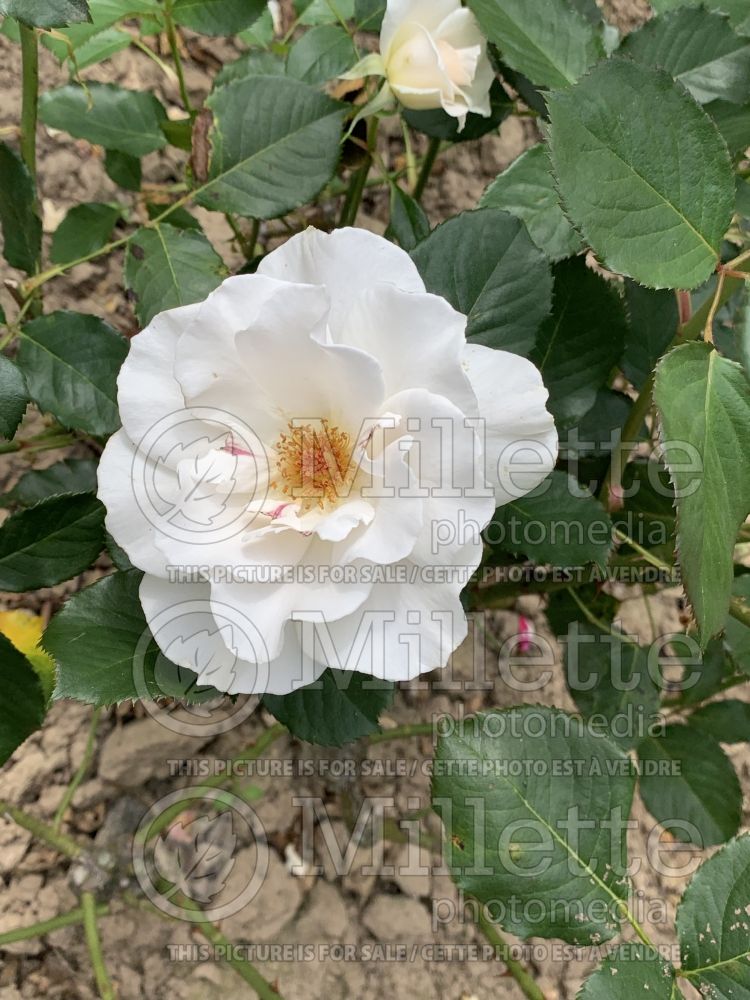 Rosa Margaret Merril (Floribunda rose) 5