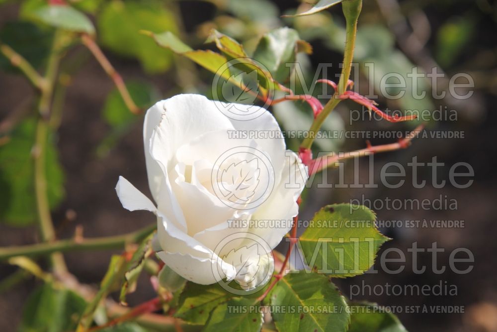 Rosa Margaret Merril (Floribunda rose) 7