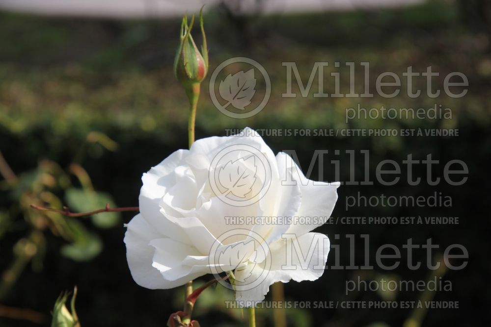 Rosa Margaret Merril (Floribunda rose) 8
