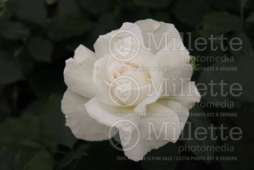 Rosa Margaret Merril (Floribunda rose) 9