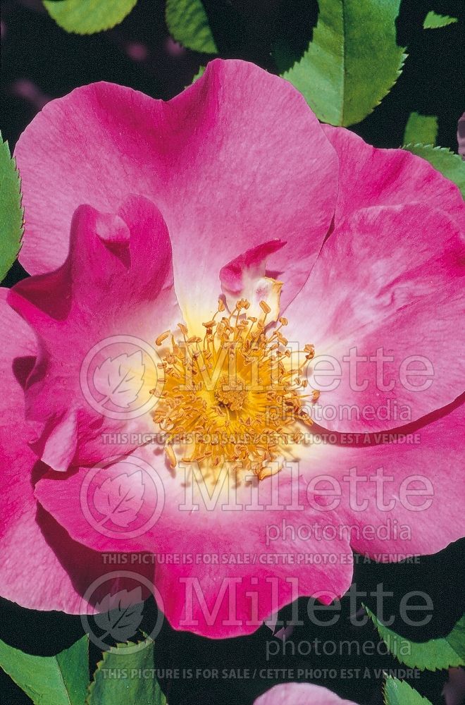 Rosa Marguerite Hilling (Bush rose) 8