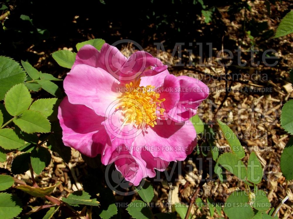 Rosa Marguerite Hilling (Bush rose) 1