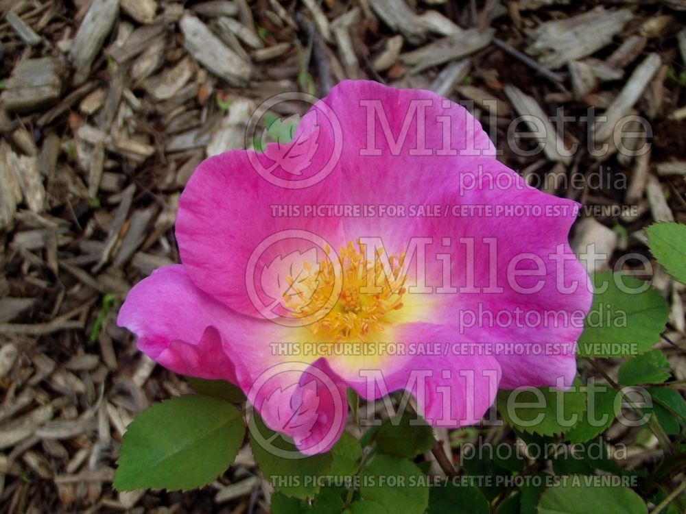 Rosa Marguerite Hilling (Bush rose) 3