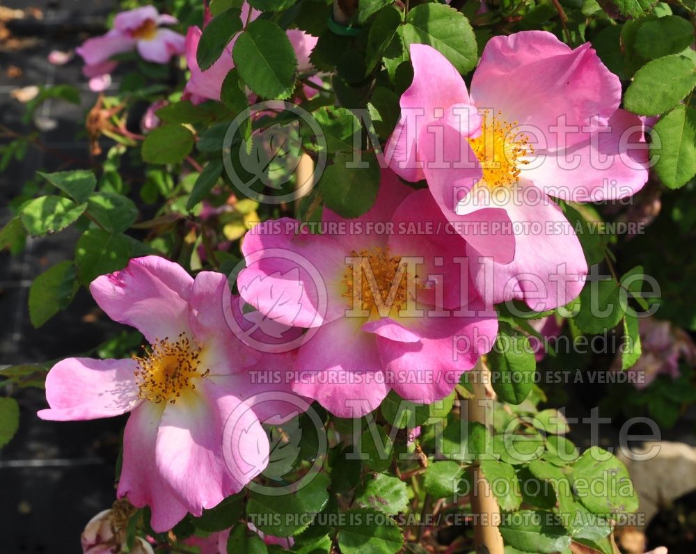 Rosa Marguerite Hilling (Bush rose) 5