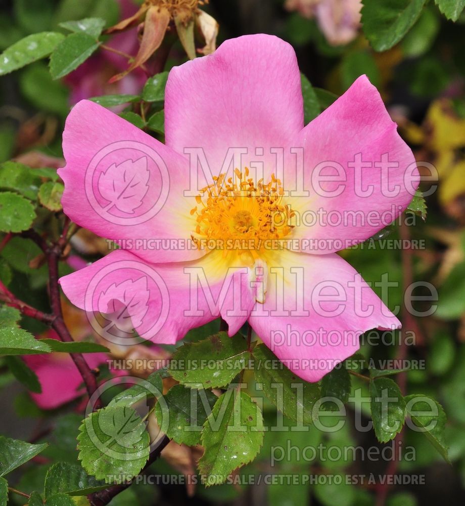 Rosa Marguerite Hilling (Bush rose) 6
