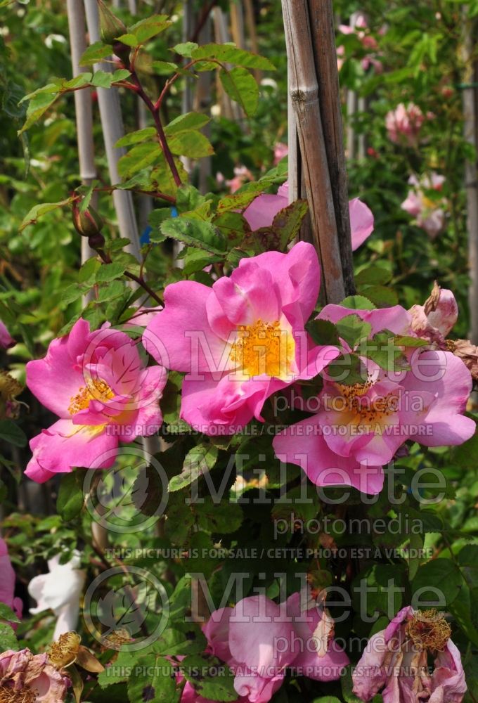 Rosa Marguerite Hilling (Bush rose) 7