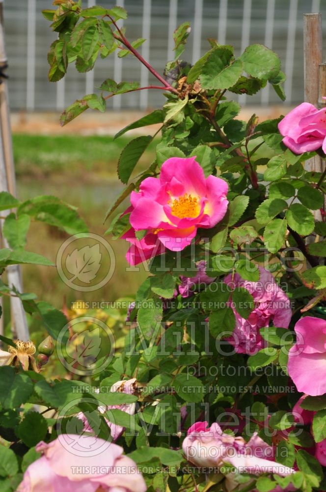 Rosa Marguerite Hilling (Bush rose) 4