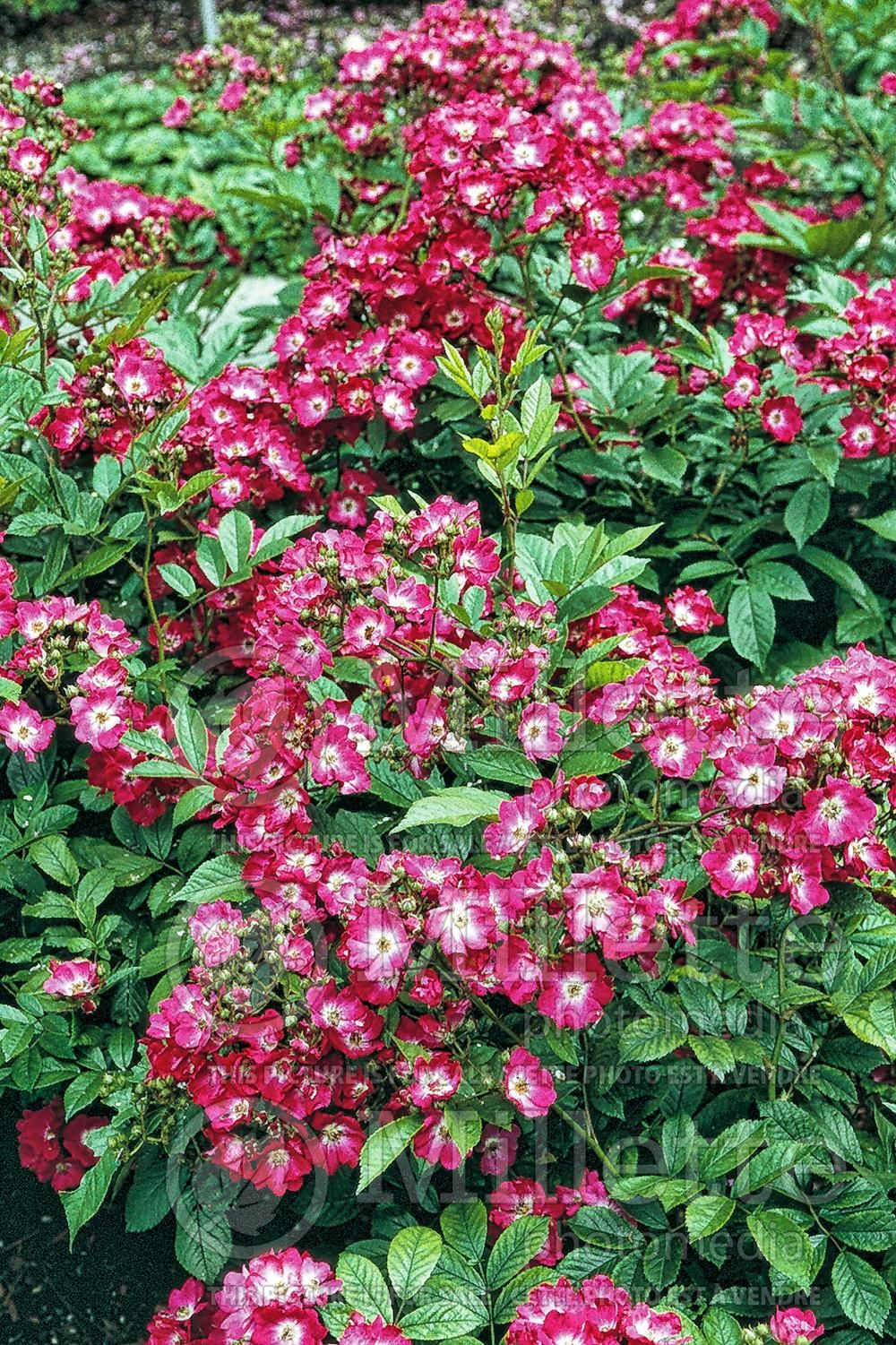 Rosa Marjorie Fair (Shrub Rose) 5