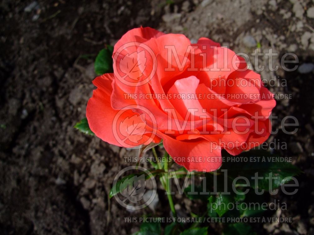 Rosa Marmalade Skies (Floribunda rose) 4