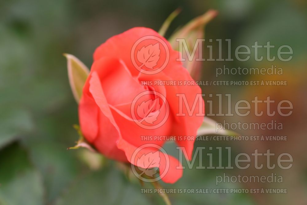 Rosa Marmalade Skies (Floribunda rose) 6