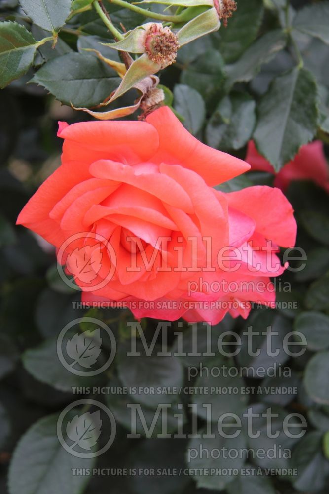 Rosa Marmalade Skies (Floribunda rose) 1 