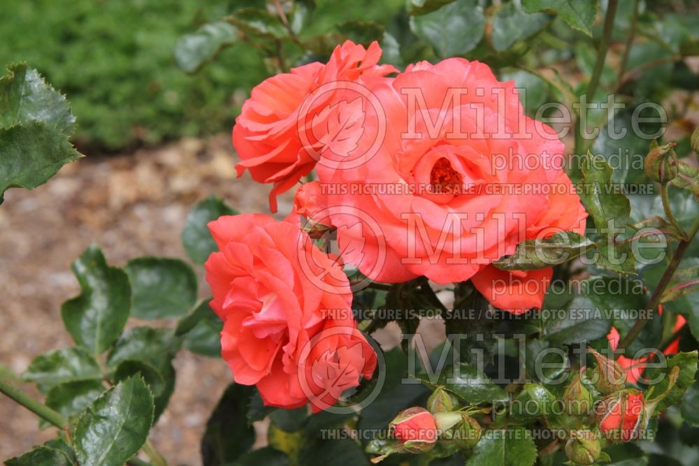 Rosa Marmalade Skies (Floribunda rose) 3