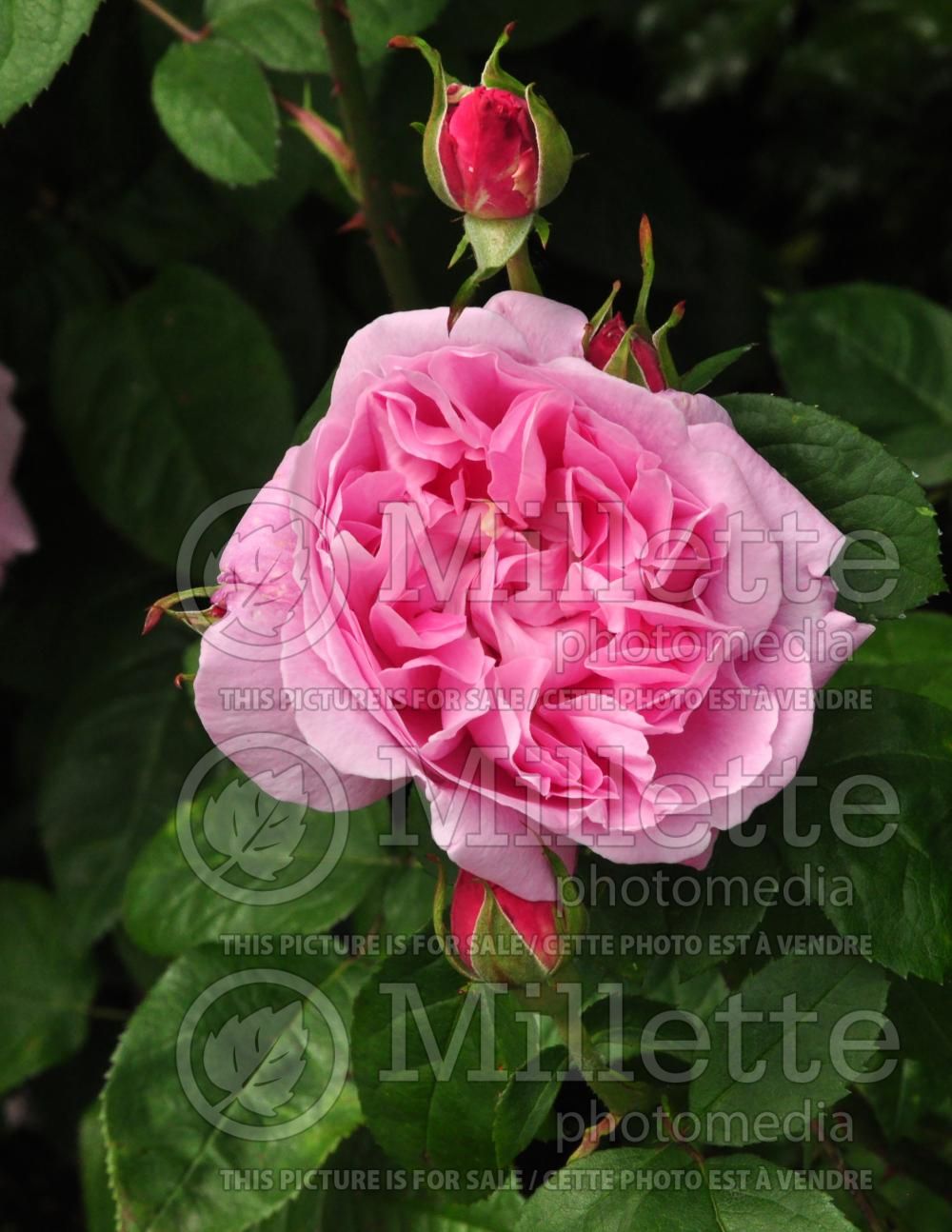 Rosa Mary Rose (Old Rose) 5