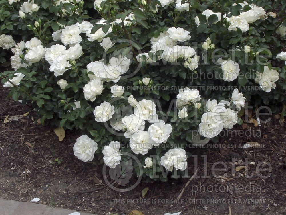 Rosa White Meidiland (Shrub Rose) 2 