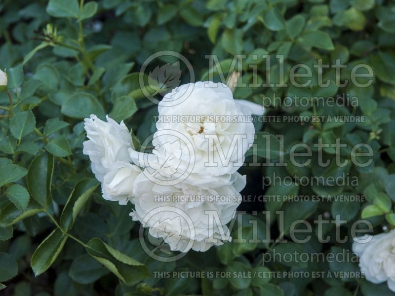 Rosa White Meidiland (Shrub Rose) 3 