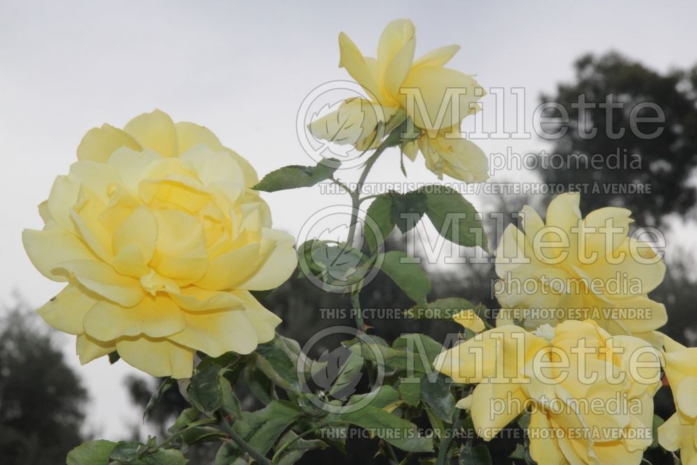 Rosa Mellow Yellow (Hybrid tea rose)  3