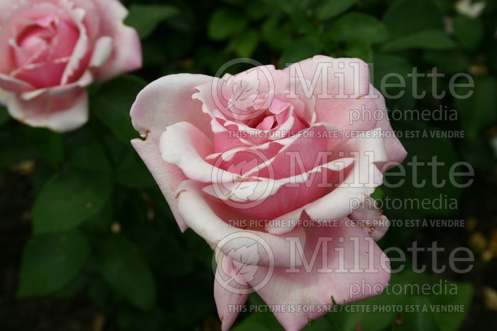 Rosa Memorial Day (Hybrid Tea Rose) 1