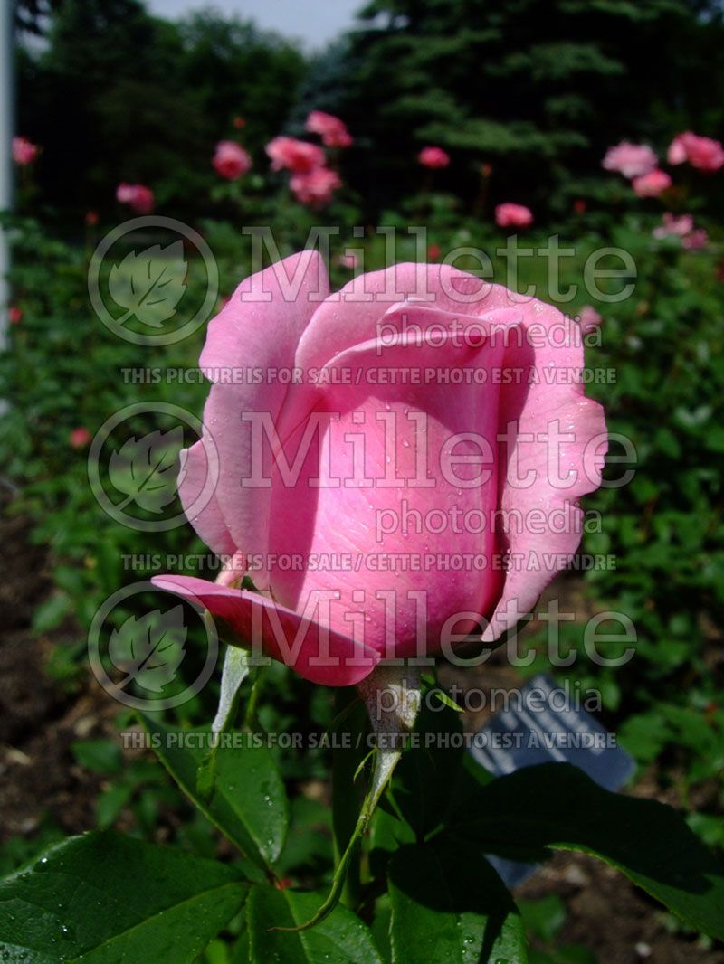 Rosa Memorial Day (Hybrid Tea Rose)  2