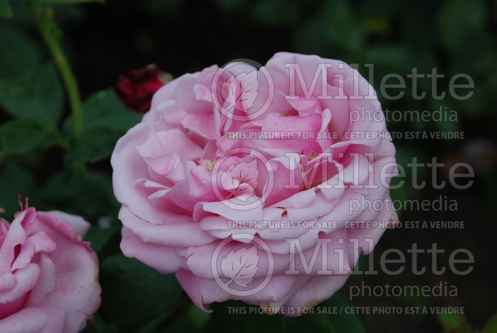 Rosa Memorial Day (Hybrid Tea Rose) 9 