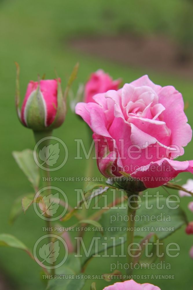 Rosa Memorial Day (Hybrid Tea Rose) 8 