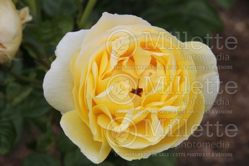 Rosa Michelangelo (Hybrid tea Rose) 2 