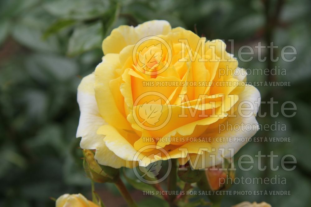 Rosa Michelangelo (Hybrid tea Rose) 5 