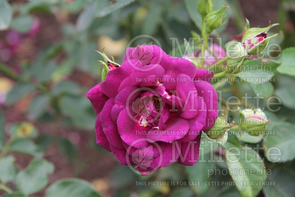 Rosa Midnight Blue (Shrub Rose) 1